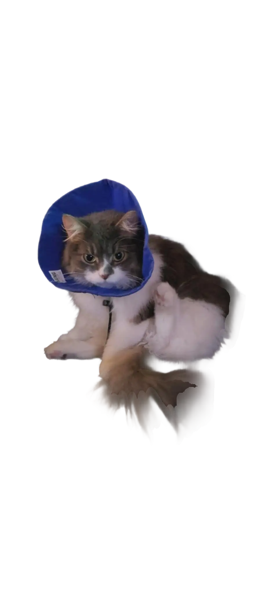 user-profile-image